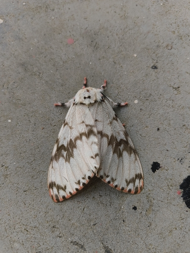 Lymantria grandis