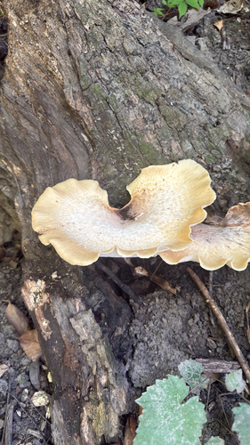 Dryad's Saddle