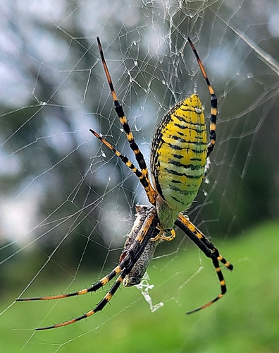 Banded Garden Spider
