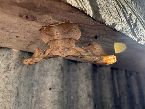 Gonodontis pallida