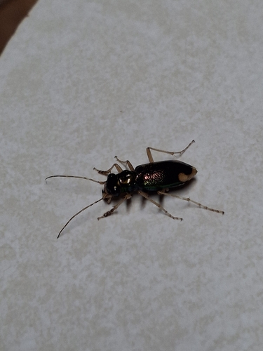 Carolina Metallic Tiger Beetle