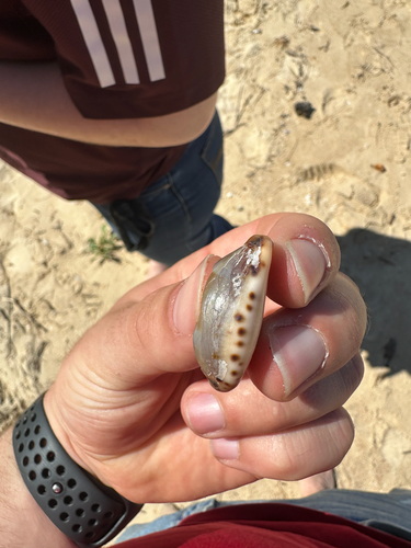 Yellow-toothed Cowrie