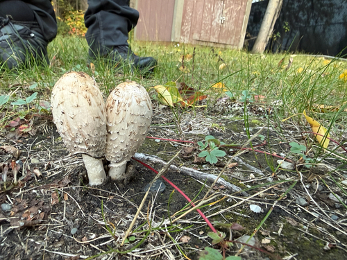 Shaggy Mane