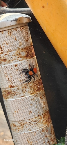 Apache Jumping Spider