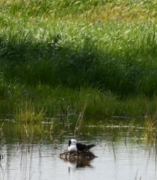 Pied Stilt