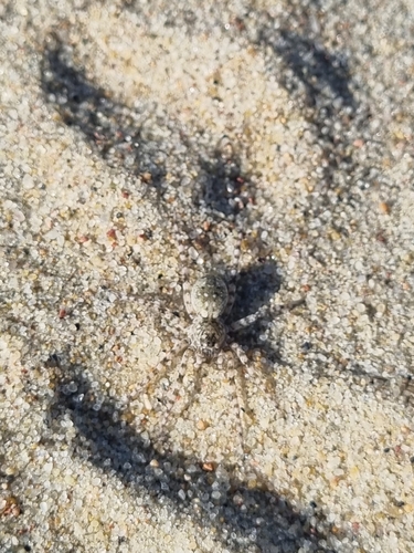 Northern Bear Spider