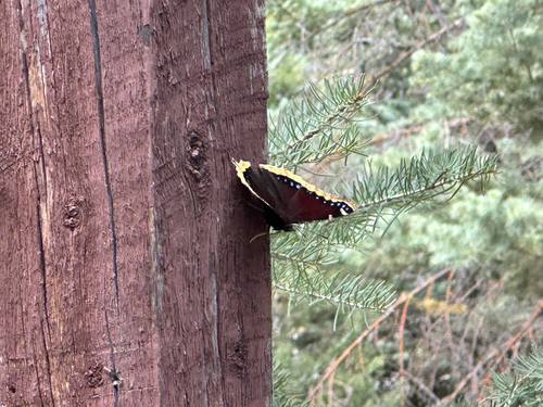 Mourning Cloak