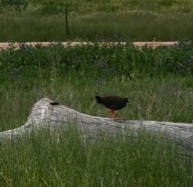 Black-tailed Nativehen