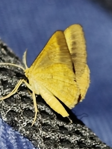 Isturgia arenacearia