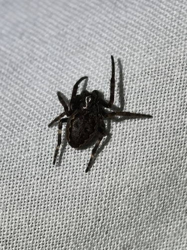 Walnut Orbweaver
