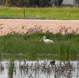 Yellow-billed Spoonbill
