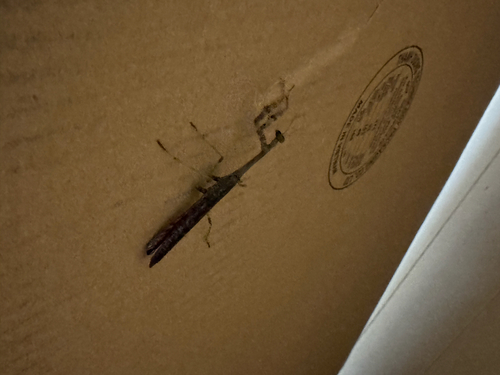 Carolina Mantis