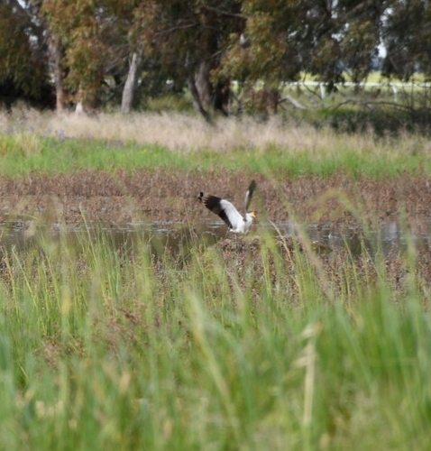 Masked Lapwing