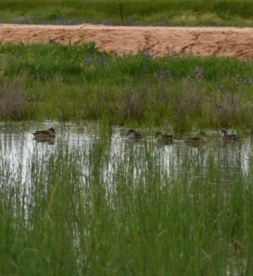 Grey Teal