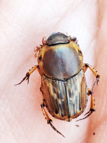 Euoniticellus fulvus