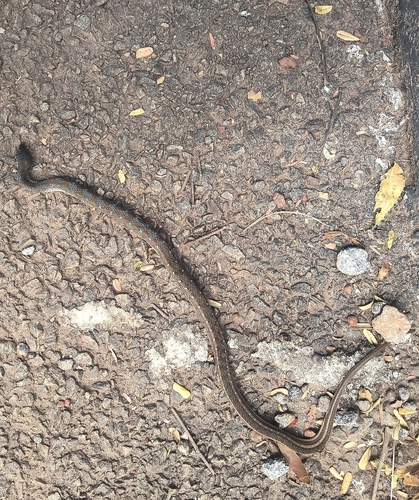Buff Striped Keelback