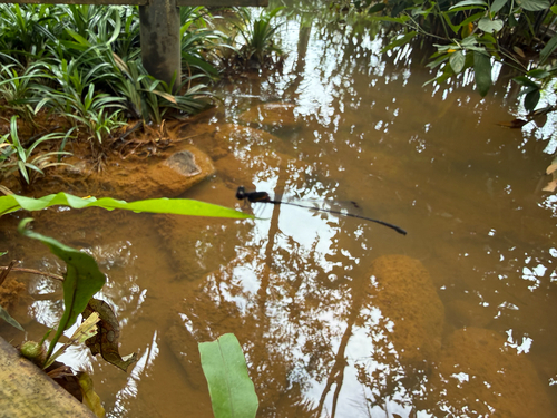 Orange-striped Threadtail