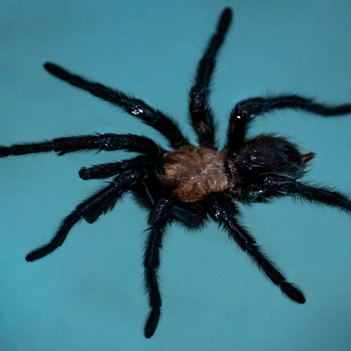 Texas Brown Tarantula