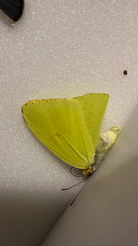 Cloudless Sulphur