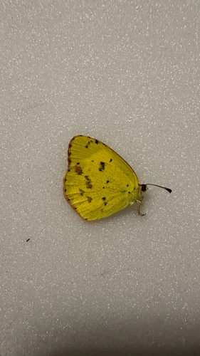 Little Yellow
