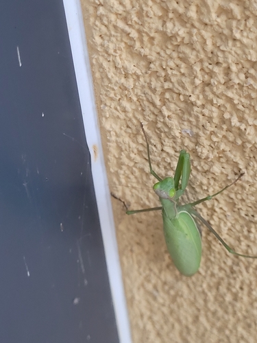 European Mantis