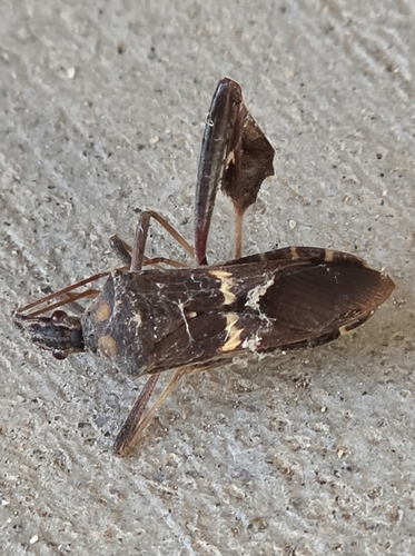 Leptoglossus zonatus