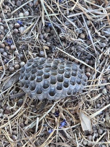 European Paper Wasp