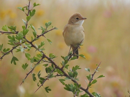 Greater Whitethroat