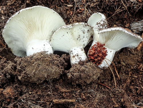 Short-stemmed Russula