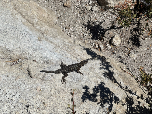iNaturalist observation photo of Western Fence Lizard