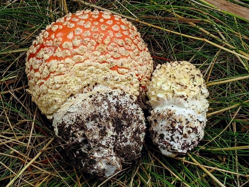 American Fly Agaric
