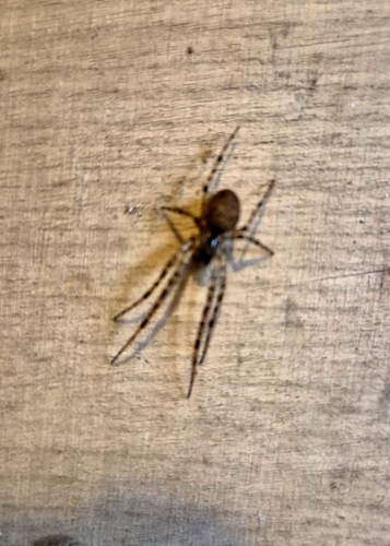 Shaded Orbweaver
