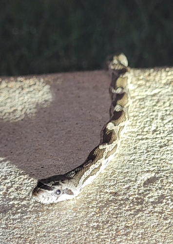 Western Ratsnake