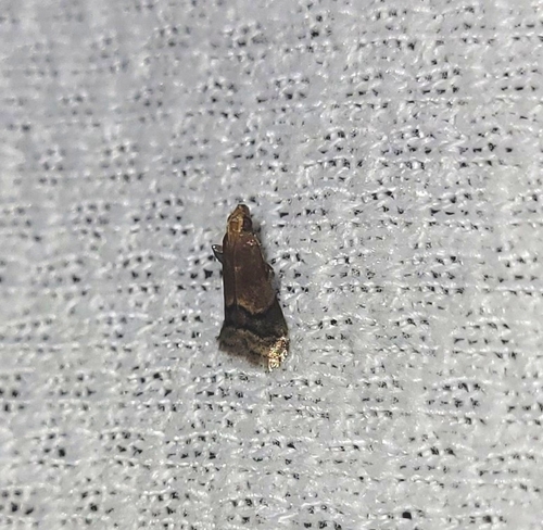 Broad-banded Eulogia Moth