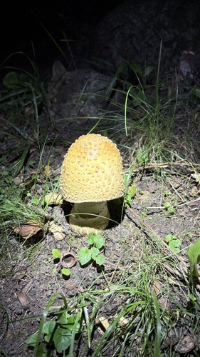American Yellow Fly Agaric