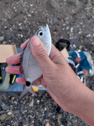 Saddled Seabream