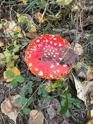 Fly Agaric