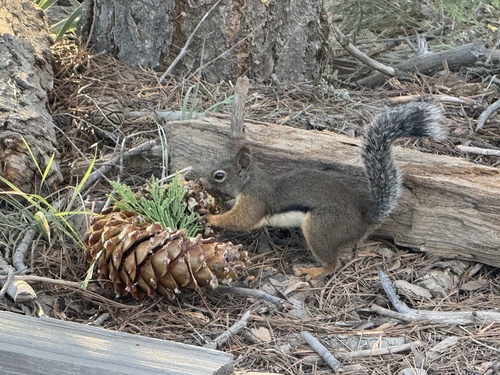iNaturalist observation photo of Douglas's Squirrel