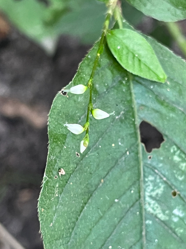 American jumpseed