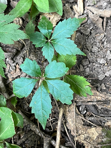 Virginia creeper