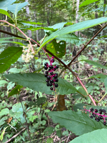 American pokeweed