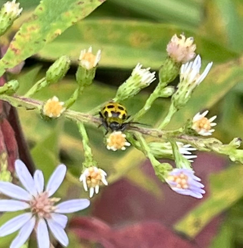 Spotted Cucumber Beetle