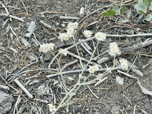 iNaturalist observation photo of flowering plants