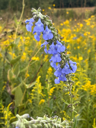 giant blue sage