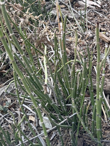 iNaturalist observation photo of rough horsetail