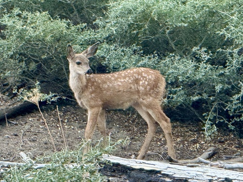 iNaturalist observation photo of Mule Deer