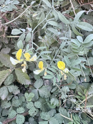 iNaturalist observation photo of streambank bird's-foot trefoil