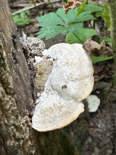 Lumpy Bracket