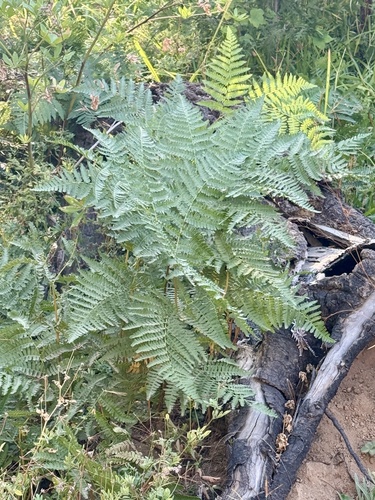 iNaturalist observation photo of common bracken
