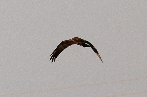 Western Marsh Harrier
